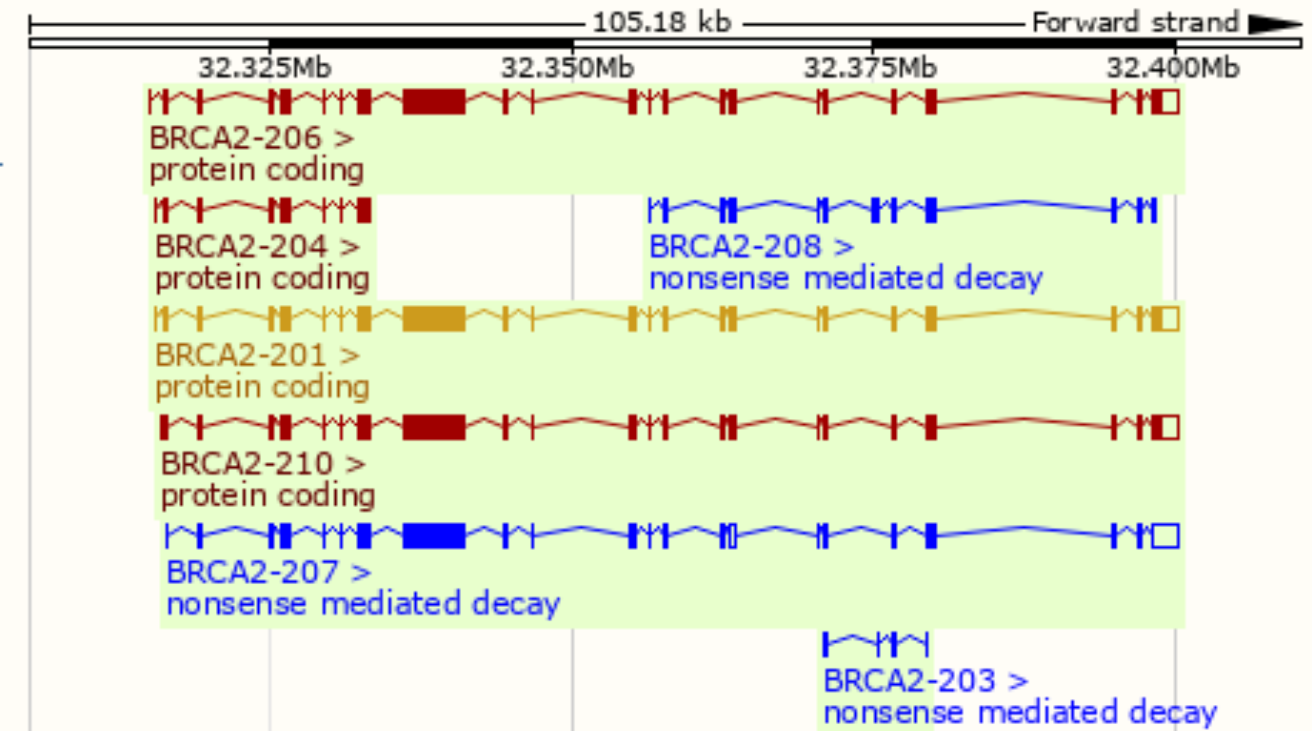 brca2 gene model